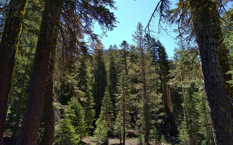 Forested Red Cinder, 8,375 ft., can barely by seen through the fir forest here on the east side of Red Cinder Pass.