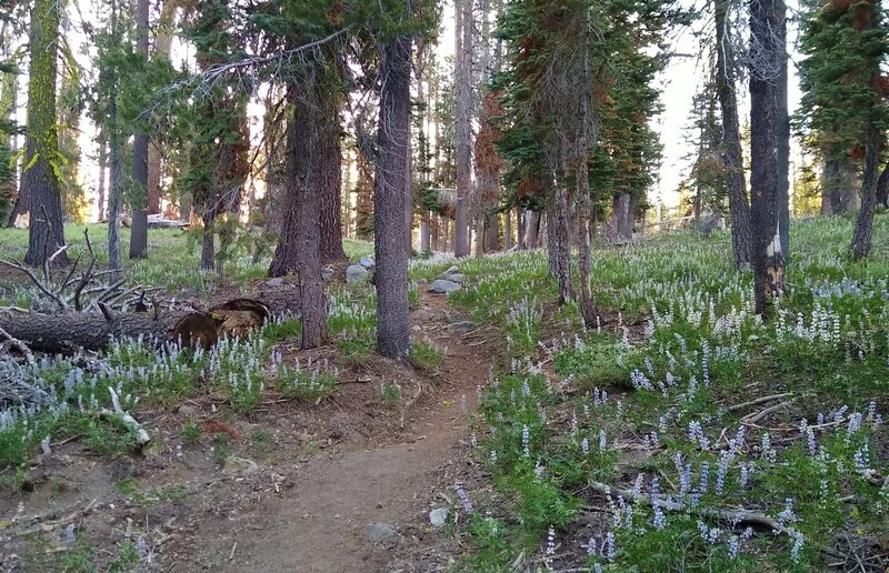 Fields of lupine adorn Rainbow Lake to Nobles Trail west of Rainbow Lake at sunrise on a clear late June day.