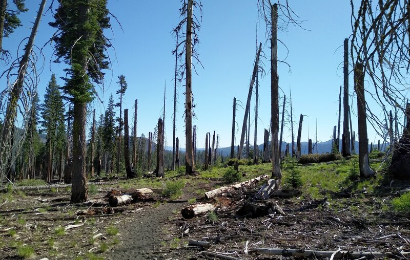 Forest hills to the east emerge as Rainbow Lake to Nobles Trail travels through a regenerating burn area.