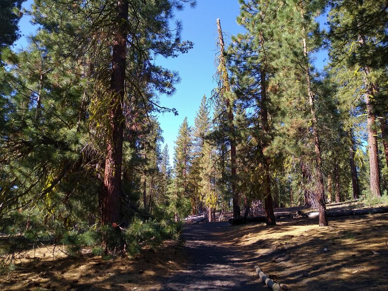 Butte Lake to Snag Lake Trail (West) begins in the beautiful fir forest at Butte Lake Campground.