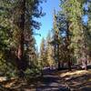 Butte Lake to Snag Lake Trail (West) begins in the beautiful fir forest at Butte Lake Campground.