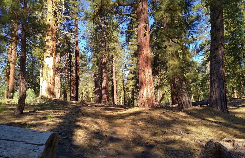 Big fir trees and little ground cover at the start of the climb up Prospect Peak, 8,338 ft.