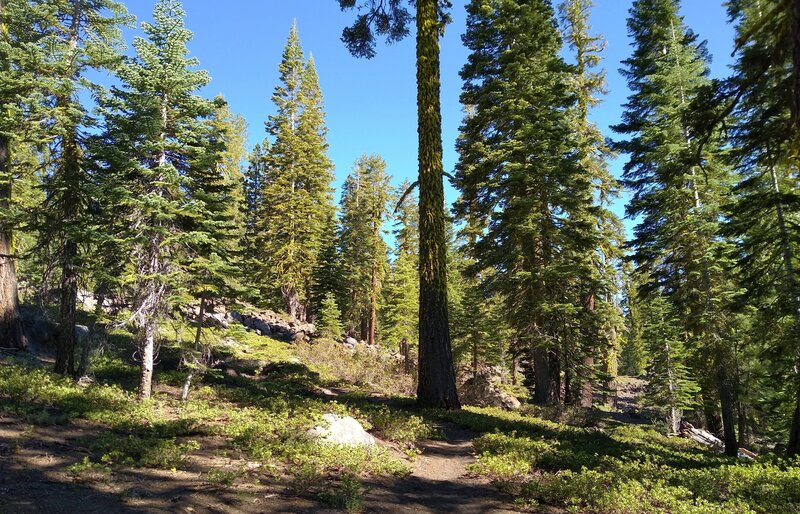 Prospect Peak is a relatively mildly sloped ancient shield volcano, now beautifully forested with firs and bright green pinemat manzanita ground cover.