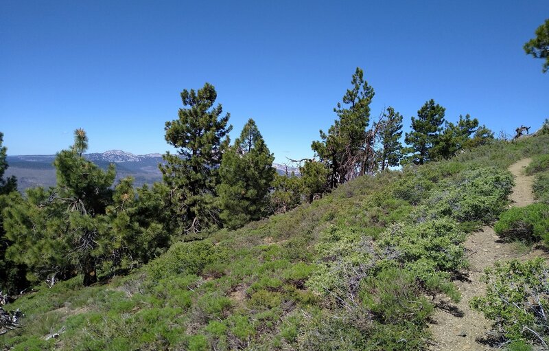 Close to the top of Prospect Peak, the trail breaks out of the forest to reveal absolutely awesome views in all directions.