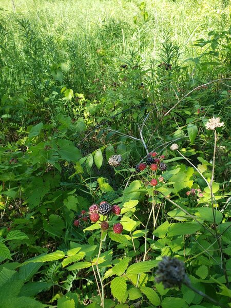 Blackberries