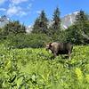 Plenty of moose and bear sign on the trail. Expect to see some wildlife!