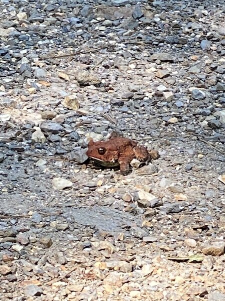 First time seeing a red frog. We googled and it's not poisonous.