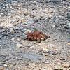 First time seeing a red frog. We googled and it's not poisonous.