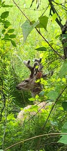 I spotted this buck in the underbrush only a few feet off the trail!