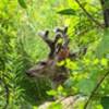 I spotted this buck in the underbrush only a few feet off the trail!