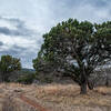 Madera Canyon Trail