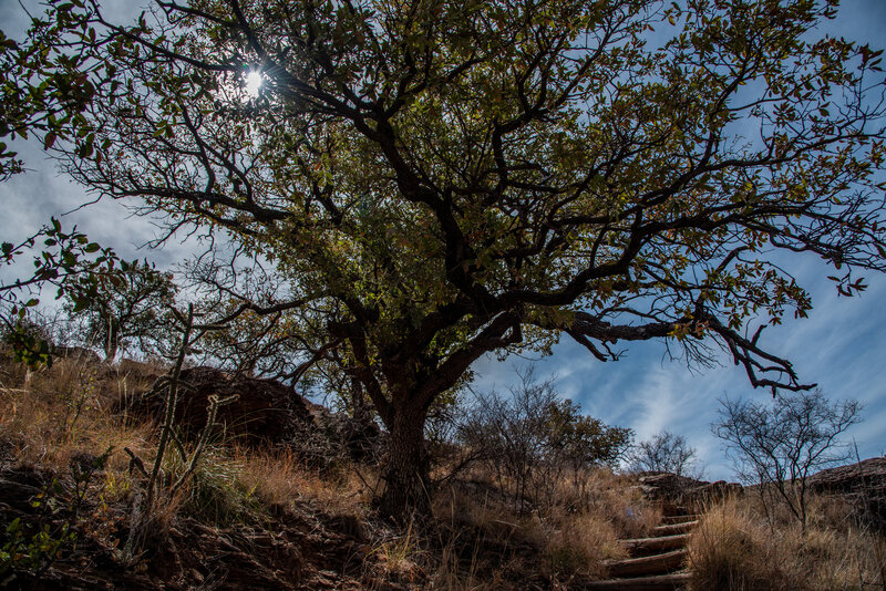 Skyline Drive Trail