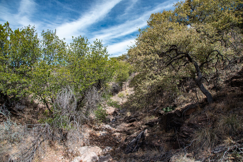 Dry Creekbed