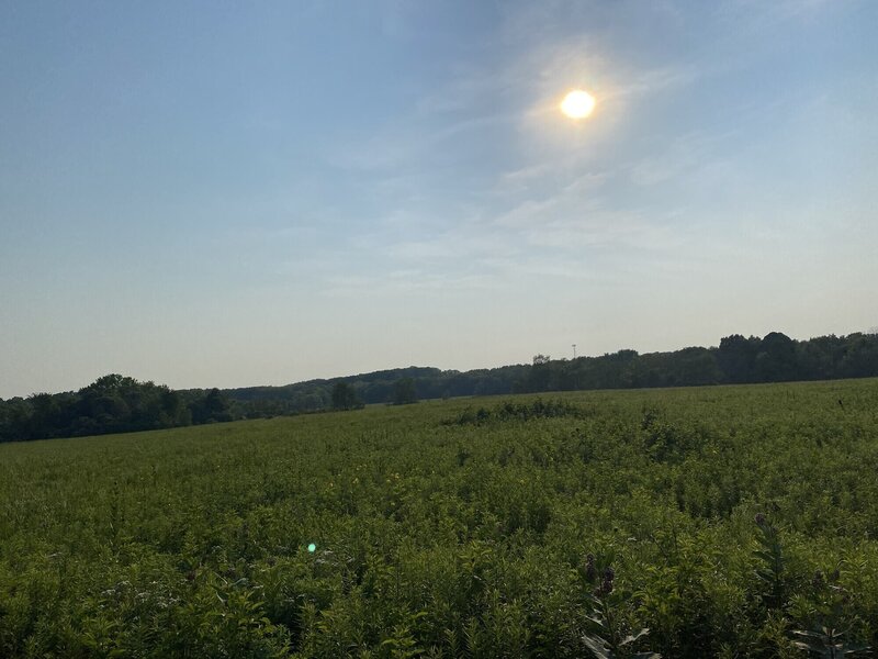 A lovely view of the prairie restoration at the Freyfogle Overlook deck.