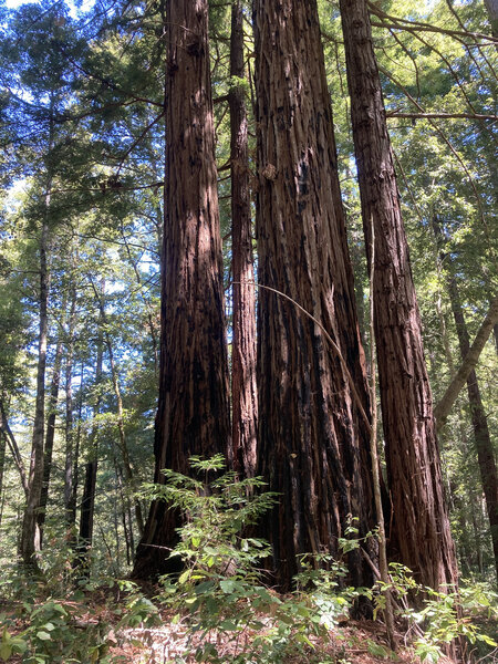 Beautiful Redwoods