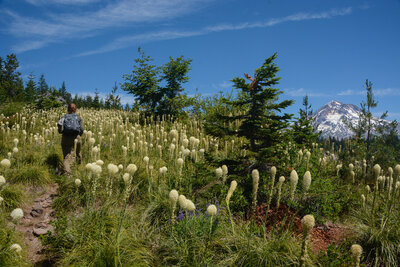Hiking through beargrass in early July.