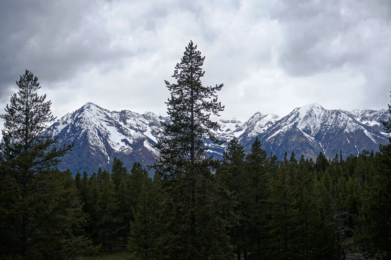 Mountains behind pine trees.