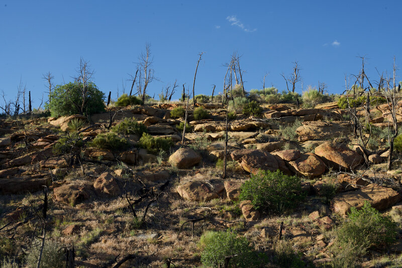 Looking at the opposite hillside, you can get a sense of how challenging it can be for various plants to survive in this environment.