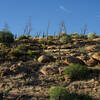 Looking at the opposite hillside, you can get a sense of how challenging it can be for various plants to survive in this environment.