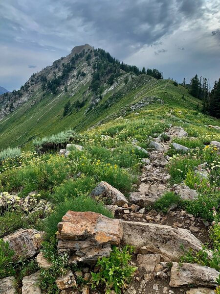 VIew to the summit of Mt. Raymond