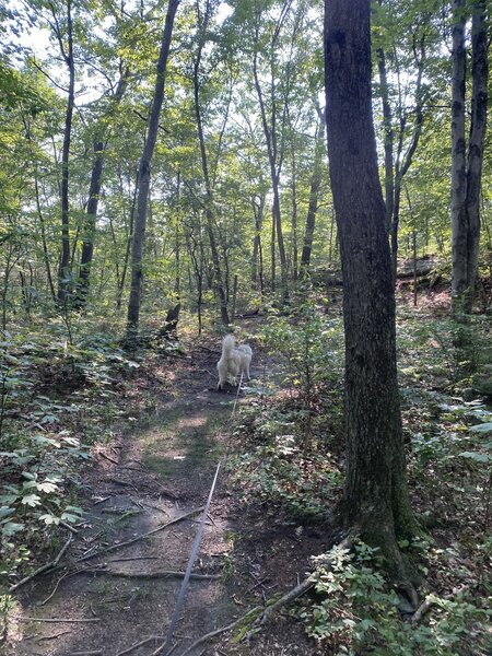 A dog hiking along the trail.