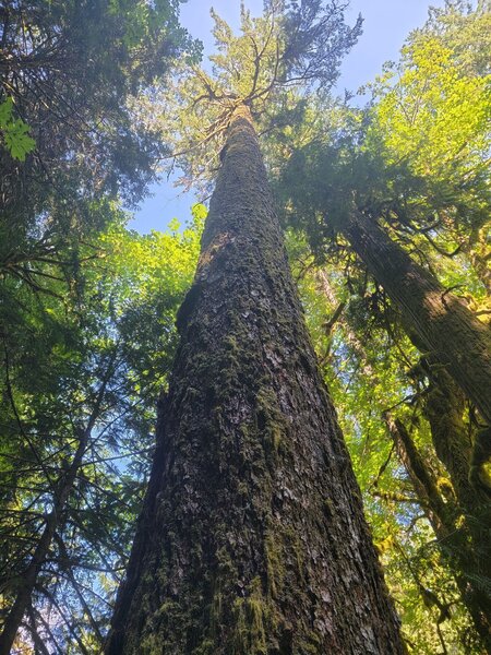 Old growth tree