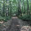 A wide and well packed stretch of the East Foss Farm Blue Trail.