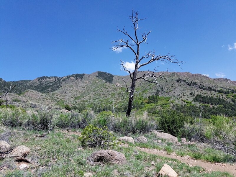 High Desert Vegetation