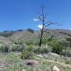 High Desert Vegetation