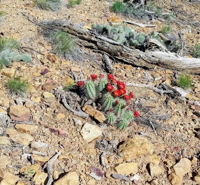 Claret Cup Cacti along Unconformity Trail.