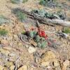 Claret Cup Cacti along Unconformity Trail.