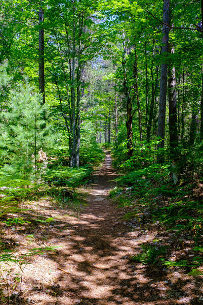 A typical representation of the trail - especially in the first few miles.