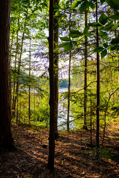 Peeking out onto Grass Lake from the trees on a summer evening - from a nearby campsite.