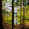 Peeking out onto Grass Lake from the trees on a summer evening - from a nearby campsite.