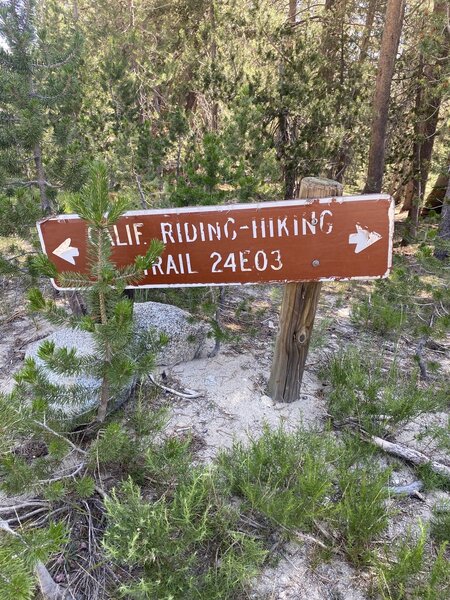 The California Riding and Hiking Trail 24E03 is also the trailhead for Twin Lakes. It's a beautiful and popular trail with varied terrain and a good mix of shade and sun. We hiked to the intersection where this trail meets up with the Huntington Lake loop