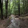 Trail follows a stream.