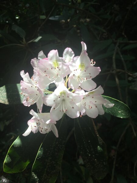 Catawba rhododendron