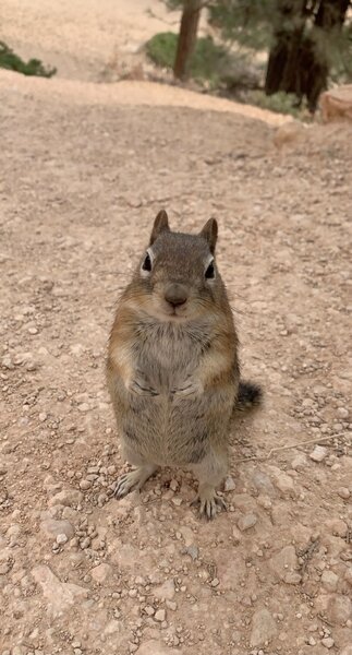 Squirrel near the trail