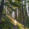 The trees thin as Cady Ridge Trail climbs the ridge.