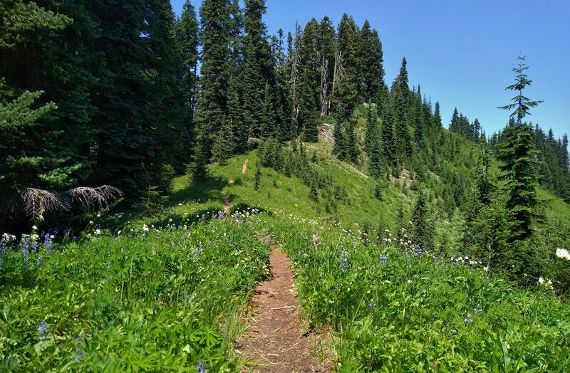 Traveling along the top of Cady Rdige, the trail runs through fields of wildflowers.