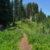 Traveling along the top of Cady Rdige, the trail runs through fields of wildflowers.