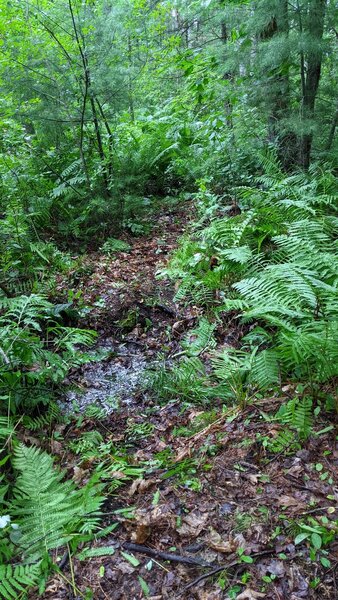 Panther trail--wet and ferns