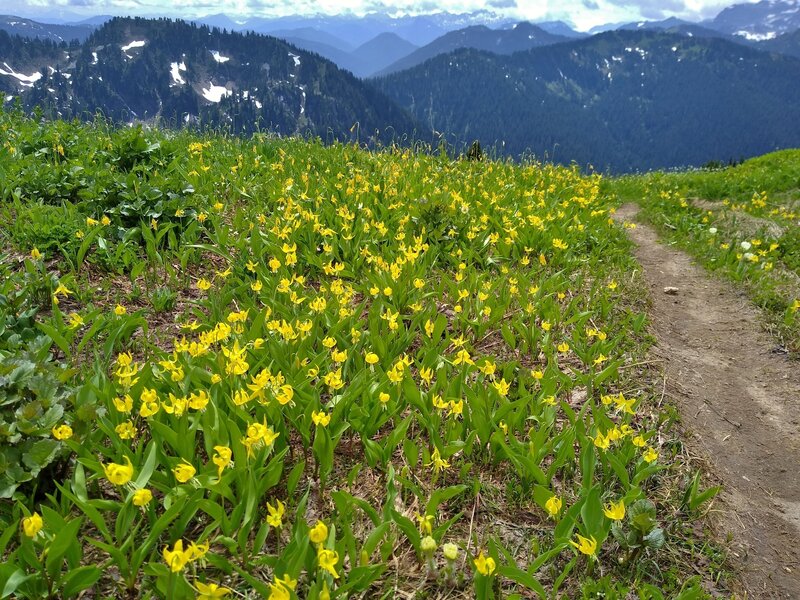 Glacier lilies high on Pilot Ridge Trail in mid July.