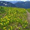 Glacier lilies high on Pilot Ridge Trail in mid July.