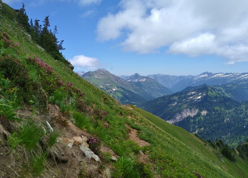 Johnson Mountain Trail traverses very steep high meadows with bursts of colorful wildflowers in mid July.