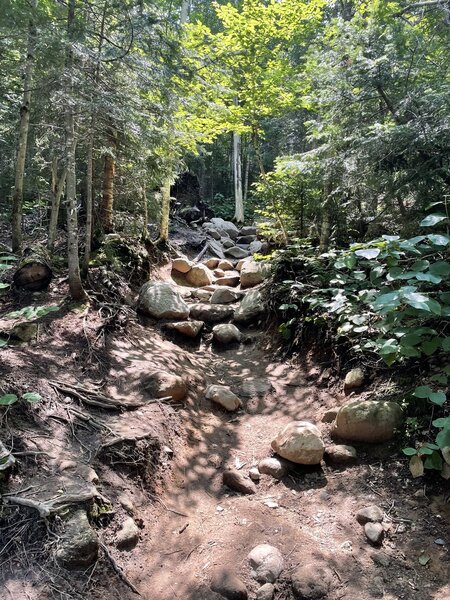 Hiking trail to Mt Willard.