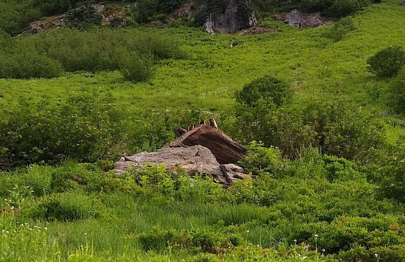Marmot convention deciding what to do about intruders into their Marmot Meandows.