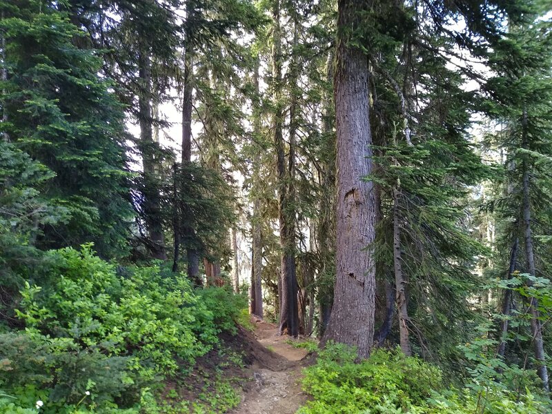 Beautiful, sunlit, forested hillside that Little Wenatchee River Trail switchbacks up to get to the high country.