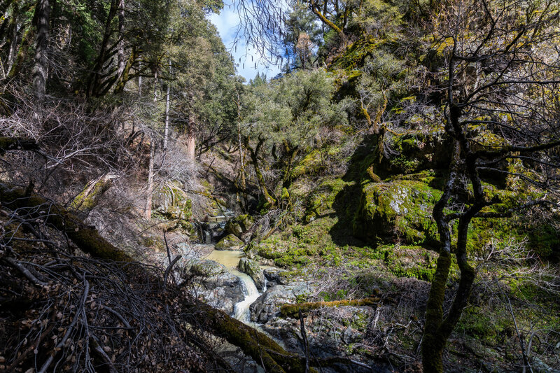 Humbug Creek winding through a deeply forested canyon.