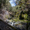 Humbug Creek winding through a deeply forested canyon.